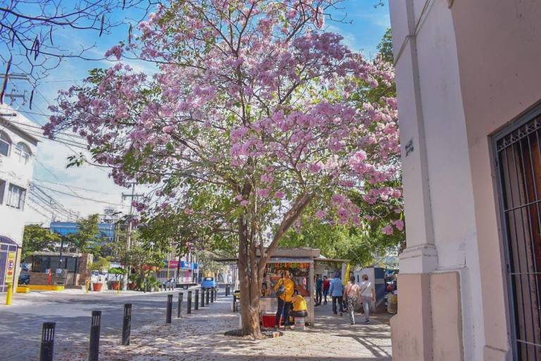 FOTOS | La amapa florece y adorna las calles de Culiacán