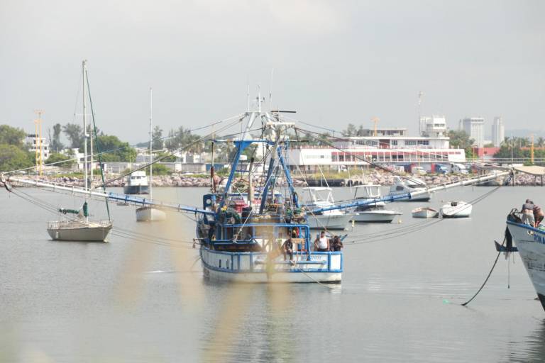 Embarcaciones de Mazatlán reportan capturas regulares de camarón