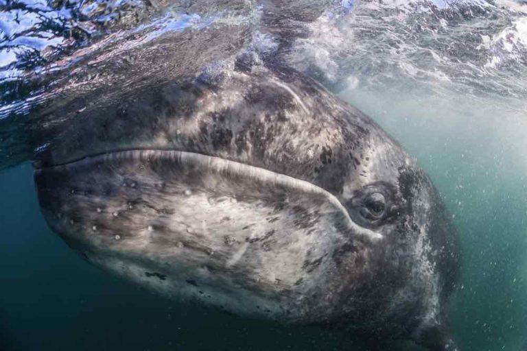 $!Viajes de alto riesgo: ballenas enfrentan cada vez más peligros en sus rutas migratorias