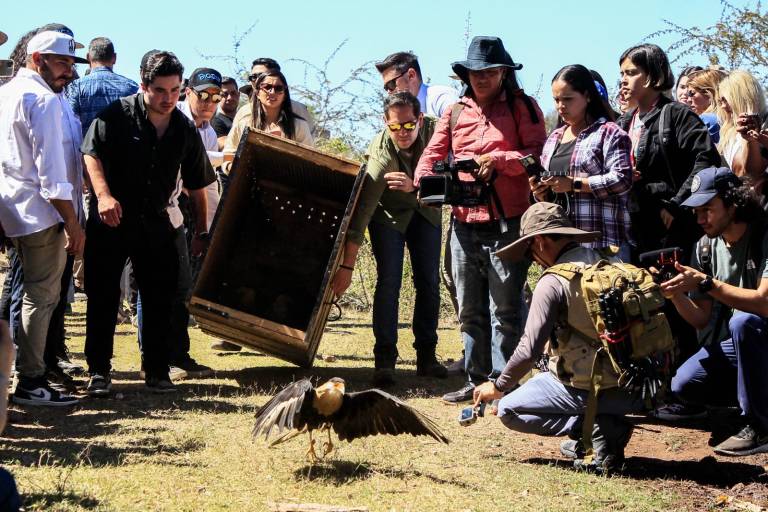 Reintegran a 90 animales rehabilitados a su hábitat natural