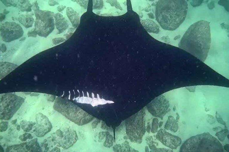 $!Proyecto de escalera náutica amenaza a mantarrayas gigantes, ballenas y tortugas en México