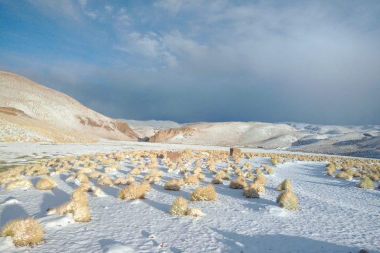 $!Los humedales altoandinos están conformados por salares, lagos, lagunas y bofedales.