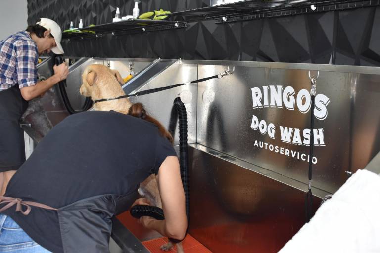 Ringo’s Dog Wash: el primer autoservicio de baño canino en Mazatlán