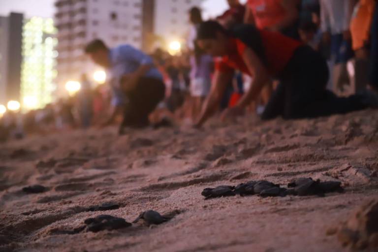 Liberan a más de mil 300 crías de tortugas golfinas en Mazatlán