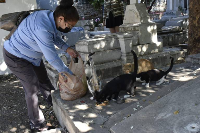 Desde hace 4 años, Zaida alimenta a los gatos que viven en el Panteón Civil de Culiacán