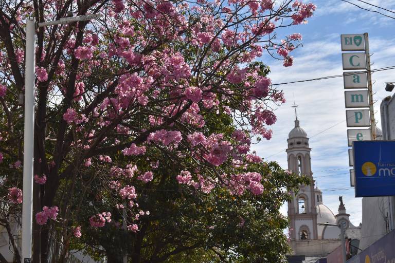 Las amapas colorean el Centro Histórico de Culiacán