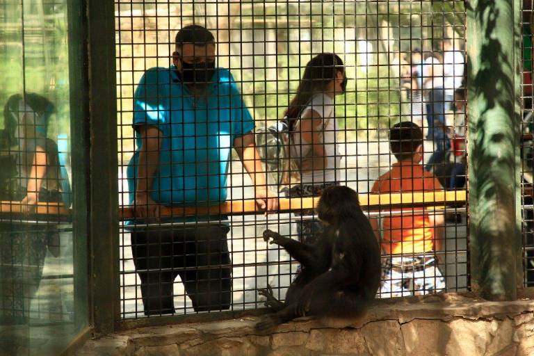 Descarta asociación de zoológicos vacunar a animales contra Covid-19 en Sinaloa