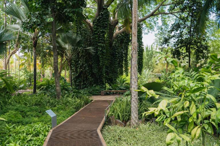 Jardín Botánico Culiacán cuenta con especies que forman parte de Áreas Naturales Protegidas