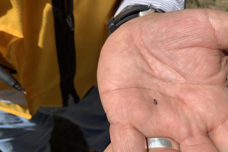 $!El pequeño escarabajo descortezador. Por decenas provoca la muerte de un árbol.