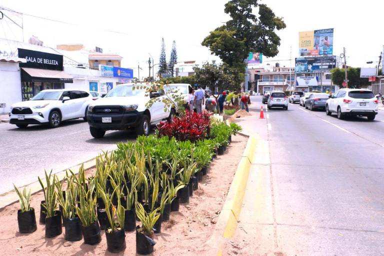 Restauran Avenida La Marina con acalifa, orejas de burro, árbol de orquídea, uva de mar, muñecas y corona de Cristo