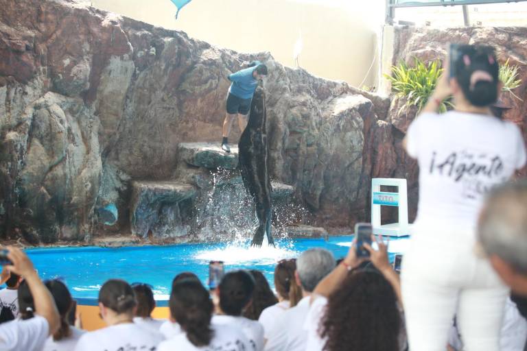 Dan ‘probadita’ del show de lobos marinos en el Gran Acuario Mazatlán