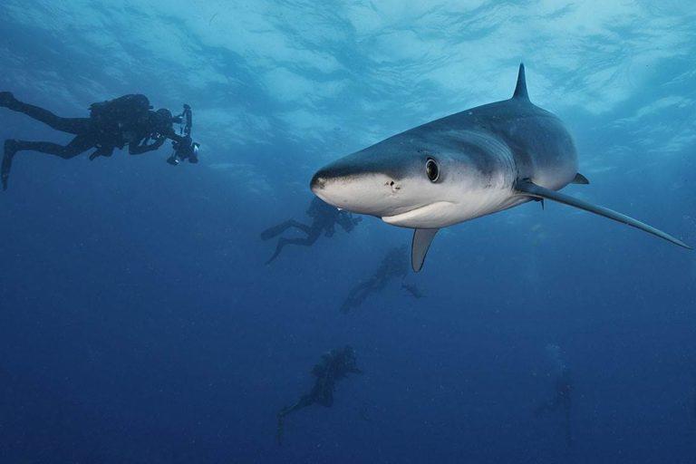 $!Científicos identifican 65 zonas importantes para la supervivencia de tiburones entre México y Chile