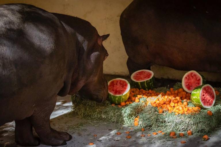 Adquiere Zoológico de Culiacán una pareja de hipopótamos