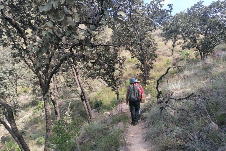$!Un grupo de biólogos coordina un proyecto para hacer el inventario florístico de la sierra de San Esteban. Hasta ahora, su conteo inicial es de 350 especies.