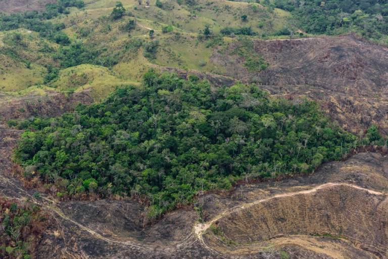 Colombia: los grupos armados son los grandes ausentes en el reporte oficial de deforestación