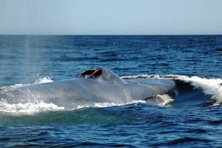 $!Las ballenas son asediadas por cientos de barcos en la Patagonia