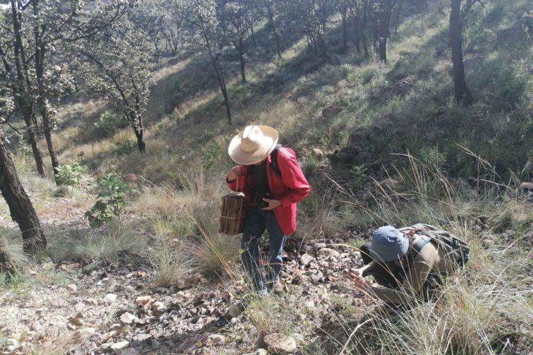 $!El equipo de biólogos deshidratan, identifican y resguardan las flores en el herbario de la Universidad de Guadalajara. Lo hacen por iniciativa propia sin ningún tipo de apoyo.