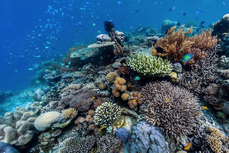 $!Un sistema de arrecifes de coral en Raja Ampat, Indonesia.