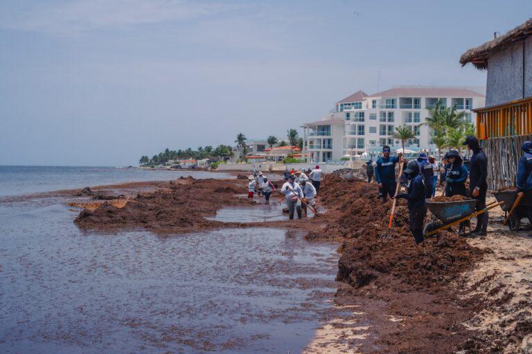 $!Sargazo varado en una playa del Caribe mexicano.
