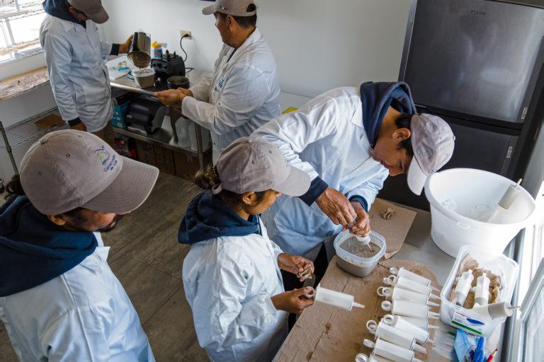 $!Preparación de alimento para pollos de albatros patas negras.