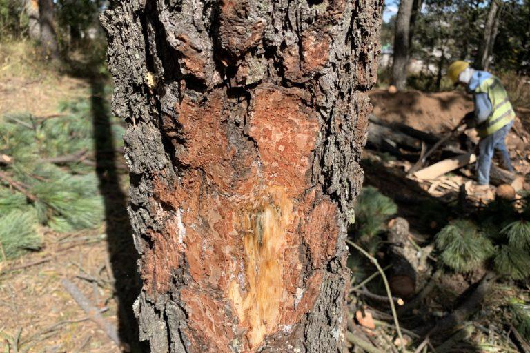 $!Daño que provoca el escarabajo descortezador. Se mete entre la corteza y la madera, para alimentarse del tejido por donde pasan los nutrientes esenciales para el árbol.