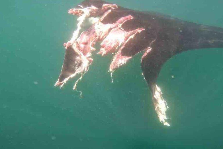 $!Proyecto de escalera náutica amenaza a mantarrayas gigantes, ballenas y tortugas en México