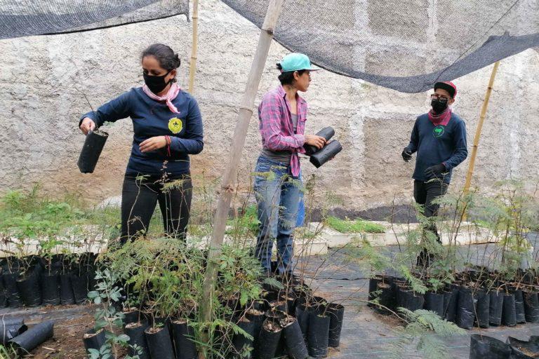 $!El Comité en defensa del bosque El Nixticuil mantiene un vivero donde cultivan árboles para reforestar las zonas boscosas.