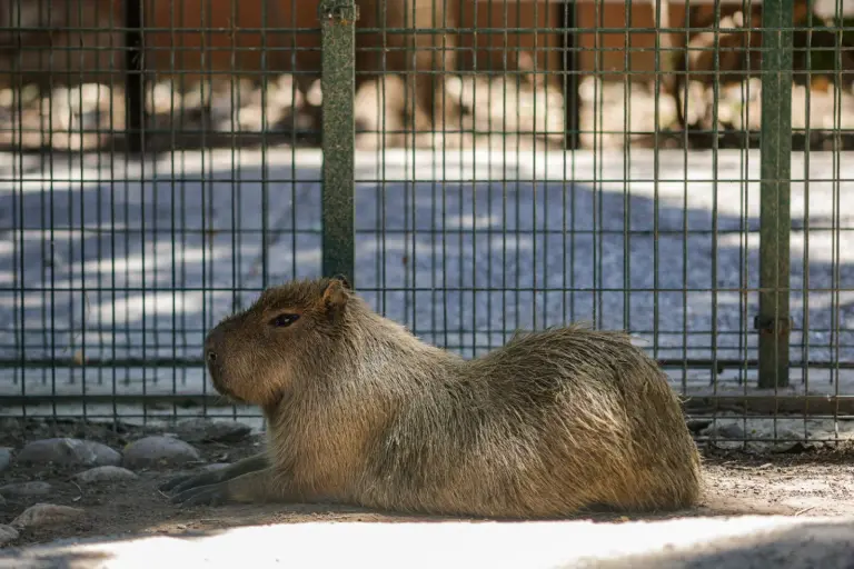 El Zoológico de Culiacán recibirá este fin de semana dos capibaras más.