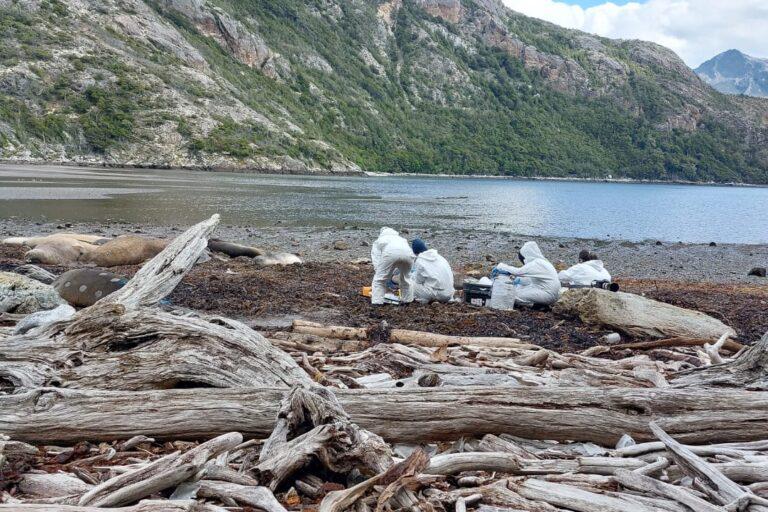 $!La sorprendente misión de elefantes marinos que ayudan a científicos a entender la enigmática corriente del Cabo de Hornos y el cambio climático