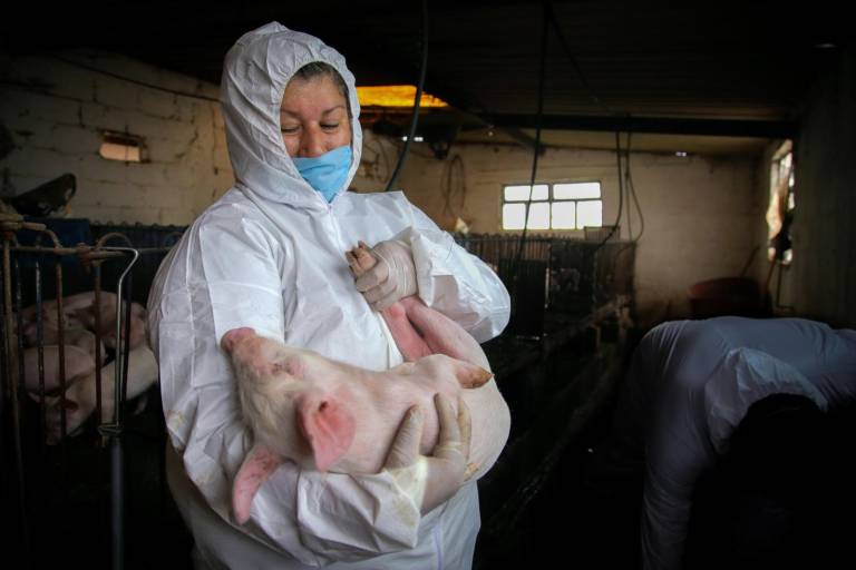 Reconoce Agricultura a médicas y médicos veterinarios, pilares de la salud animal, vegetal y de la seguridad alimentaria
