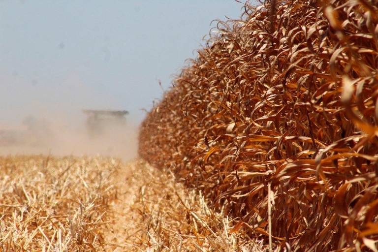 Elementos clave para el campo sinaloense en las reglas de operación 2022