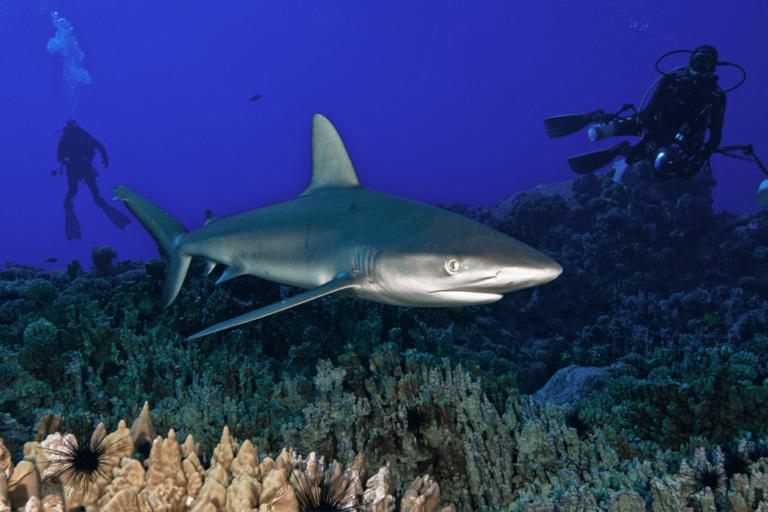 $!Científicos identifican 65 zonas importantes para la supervivencia de tiburones entre México y Chile