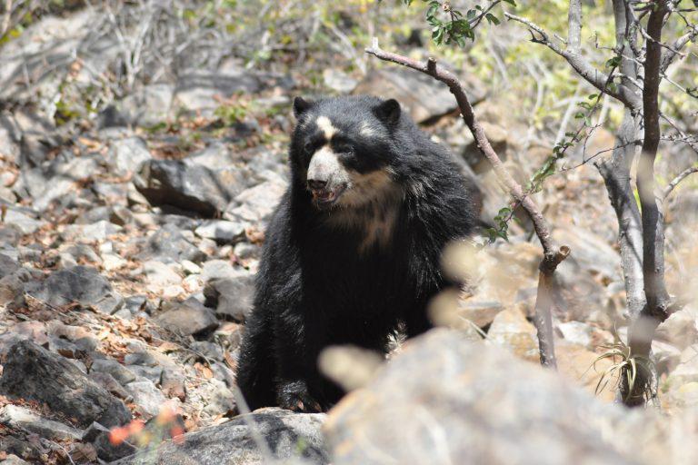 $!El oso de anteojos u oso andino es una especie amenazada por la pérdida de su territorio.