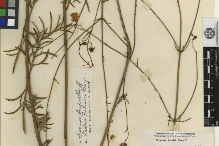 $!San Esteban es una región donde botánicos descubrieron flores desde hace 135 años. Miraflor Cosmos landii descubierto en 1886 por el botánico estadounidense Edward Palmer en la sierra de San Esteban.