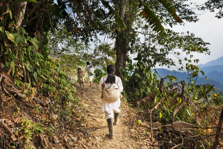 $!Los pueblos indígenas de la Sierra Nevada realizan estrategias de restauración con comunidades vecinas y autoridades, así como de uso compartido de recursos.