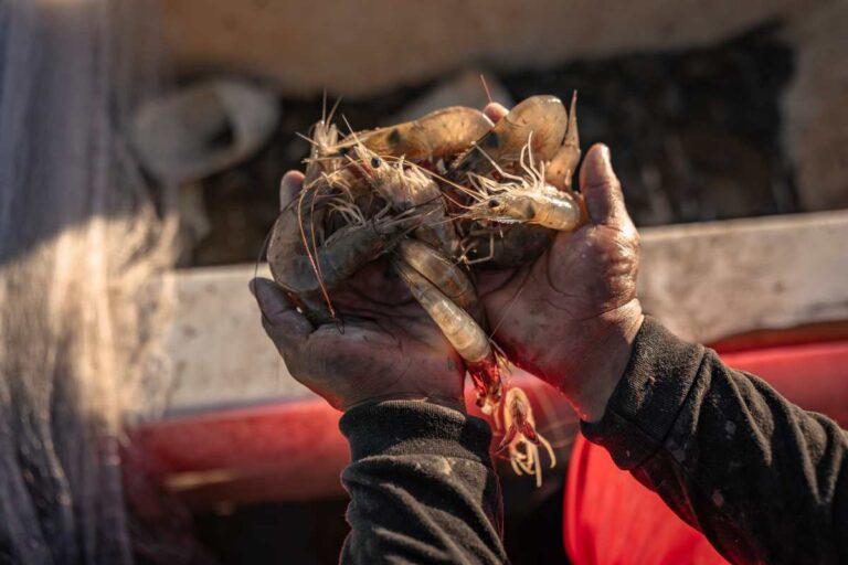 $!Planta de amoniaco y de gas natural licuado en Sinaloa impactarían de manera ‘destructiva’ la bahía de Topolobampo: ONU