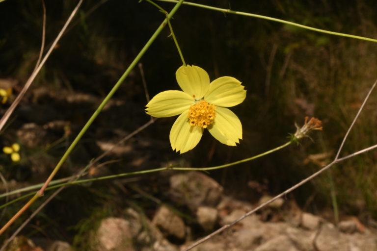 $!El bosque El Nixticuil alberga a 538 especies de flora, entre ellas el miraflor Cosmos landii var. landii que se fue colectado por primera vez hace 135 años.