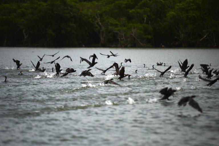 $!Cientos de aves se pueden observar en la Laguna de Alvarado.