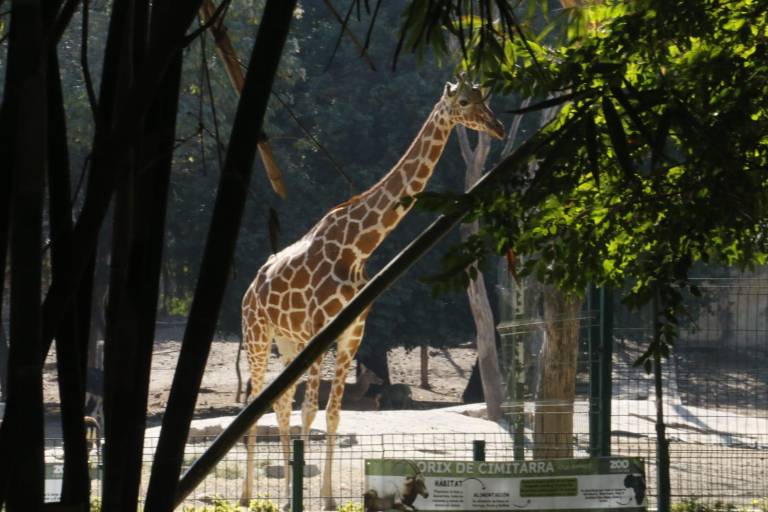 Seguridad Pública no tuvo reporte por robo de jirafa de Zoológico de Culiacán