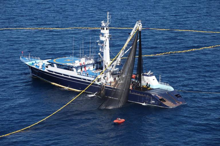 Establecen fecha de veda para los atunes aleta amarilla, patudo, aleta azul y barrilete