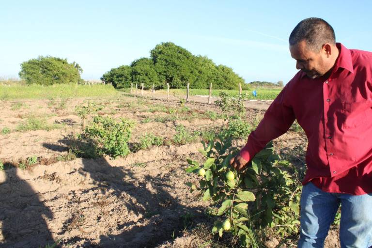 Se lanza al cultivo de guayaba en las tierras de Escuinapa