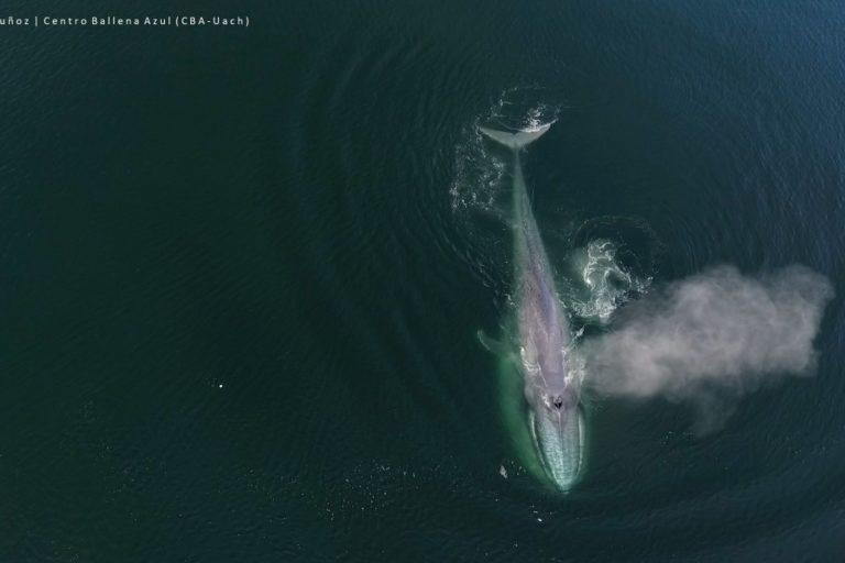 $!Vista aérea de ballena azul soplando en el canal Moraleda.
