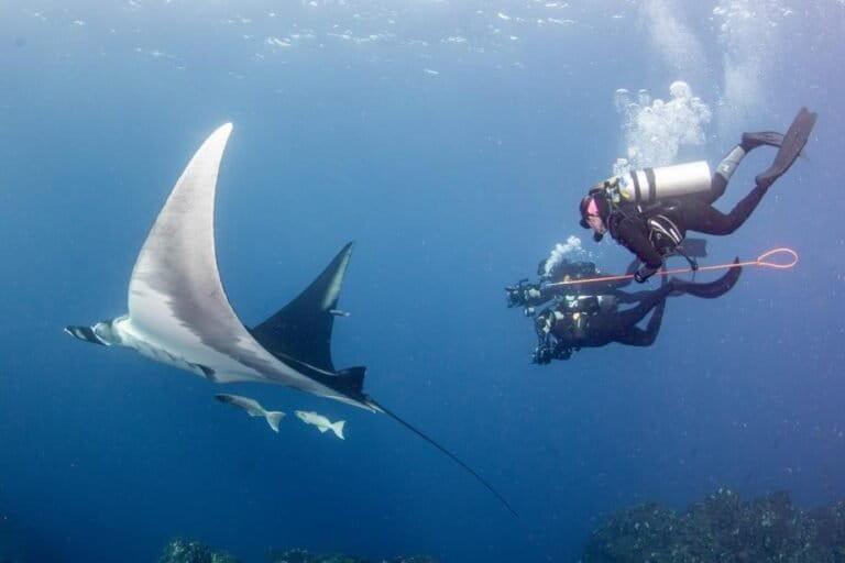 $!¿Dónde nacen las mantas oceánicas? La respuesta se busca en el Archipiélago de Revillagigedo