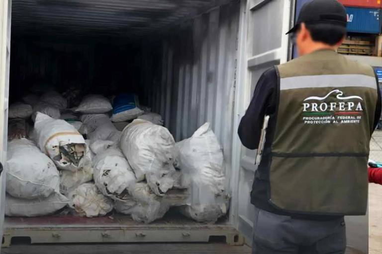 ONG exige sanciones para México por normativas insuficientes que combatan el aleteo de tiburón