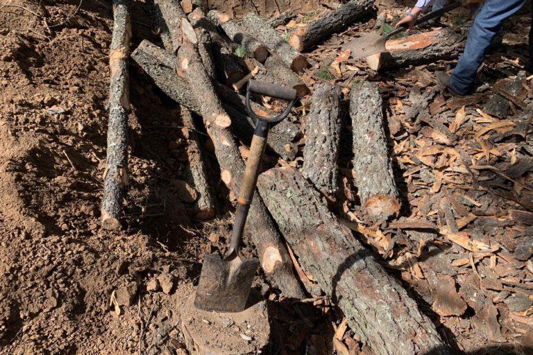 $!Los troncos de los jóvenes árboles sacrificados se concentran en la zona donde les quitarán la corteza y la enterrarán, después de fumigarlos, para evitar que algún escarabajo quede vivo, escape y dañe más árboles.
