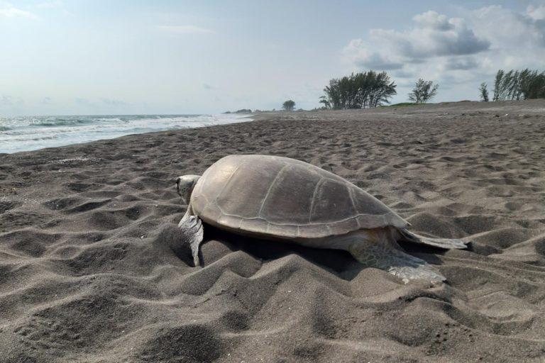 $!Una tortuga adulta se dirige a la costa después de anidar en El Raudal.