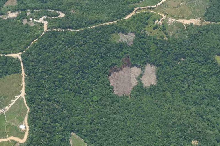 $!Deforestación causada por coca dentro del Parque Nacional Catatumbo, en 2019.