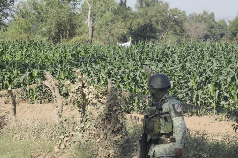 Dejan cuatro hombres asesinados a orillas de una milpa en El Walamo