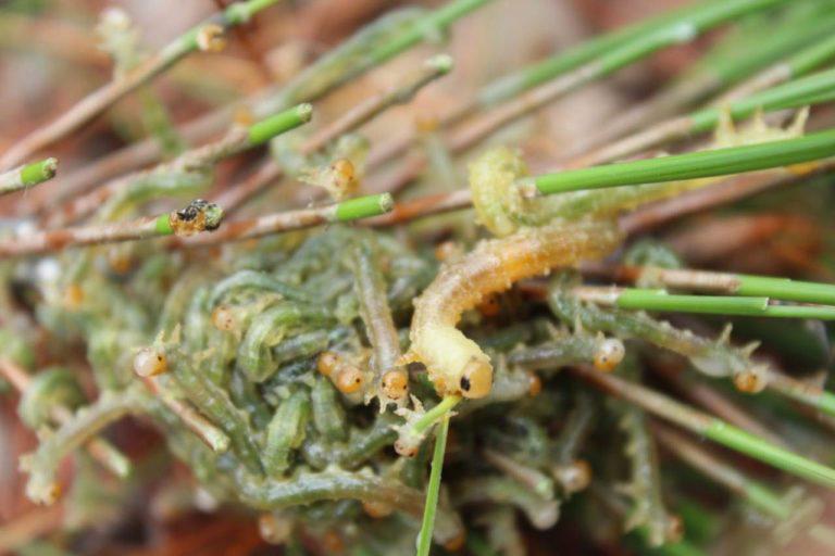 $!El defoliador (Zdiprino haudeni) es un insecto que se come las hojas de los árboles.
