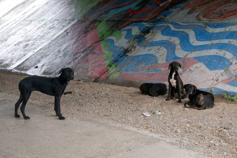 No hay alza en el maltrato animal, solo mayor visibilidad: Amigos Animalistas